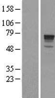 ls221692 phactr1 human over expression lysates nm 030948 wb testing 1