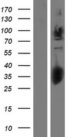 Glypican 2 (GPC2) Human Over-expression Lysates NM_152742