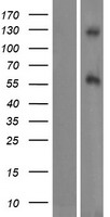 ls221955 daglb human over expression lysates nm 001142936 wb testing 1