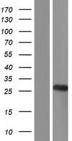 TMED4 Human Over-expression Lysates NM_182547