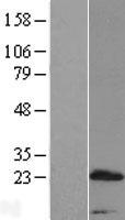ls222171 prr15 human over expression lysates nm 175887 wb testing 1