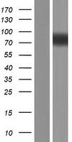ls222183 srrm3 human over expression lysates nm 001110199 wb testing 2