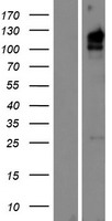 ls222223 elapor2 human over expression lysates nm 001142749 wb testing 1