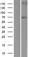 ls222229 lrwd1 human over expression lysates nm 152892 wb testing 1