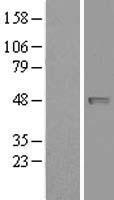 ls222236 nape pld napepld human over expression lysates nm 001122838 wb testing 1