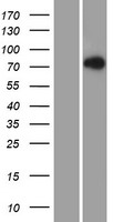 LNX2 Human Over-expression Lysates NM_153371