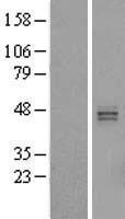 ls222537 hs3st5 human over expression lysates nm 153612 wb testing 1