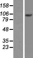 ls222546 rfxdc1 rfx6 human over expression lysates nm 173560 wb testing 1
