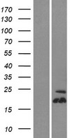 ls222642 tspo2 human over expression lysates nm 001010873 wb testing 1