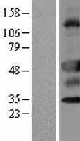 ls222643 zu5 unc5cl human over expression lysates nm 173561 wb testing 1
