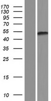 KCTD20 Human Over-expression Lysates NM_173562