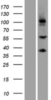 SCUBE3 Human Over-expression Lysates NM_152753