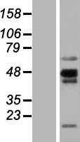 ls222698 nkapl human over expression lysates nm 001007531 wb testing 1