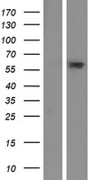 C6orf146 (FAM217A) Human Over-expression Lysates NM_173563