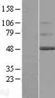 TMEM130 Human Over-expression Lysates NM_152913