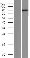 C7orf51 (NYAP1) Human Over-expression Lysates NM_173564