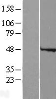 ls245711 spdya human over expression lysates nm 182756 wb testing 1