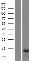DEFB108B Human Over-expression Lysates NM_001002035