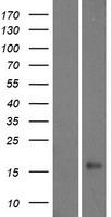 ls245927 defb113 human over expression lysates nm 001037729 wb testing 1