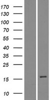 DEFB114 Human Over-expression Lysates NM_001037499