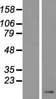 ls245932 defb119 human over expression lysates nm 153289 wb testing 1