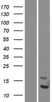 DEFB124 Human Over-expression Lysates NM_001037500