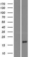 DEFB130A Human Over-expression Lysates NM_001037804