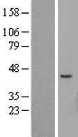 ls245973 atp6v1c2 human over expression lysates nm 144583 wb testing 1