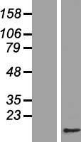 CDC26 Human Over-expression Lysates NM_139286