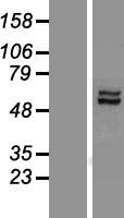 ls246269 afg1l human over expression lysates nm 145315 wb testing 1