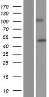 STAC3 Human Over-expression Lysates NM_145064