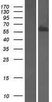 Syntaxin binding protein 4 (STXBP4) Human Over-expression Lysates NM_178509