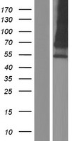 HEPACAM2 Human Over-expression Lysates NM_001039372