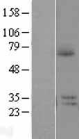 ls253143 c22orf30 prr14l human over expression lysates nm 173566 wb testing 1