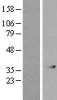 ls253190 serhl2 human over expression lysates nm 014509 wb testing 1