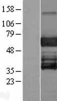 ls253738 ebf3 human over expression lysates nm 001005463 wb testing 1