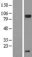 ls253868 mir1 1hg as1 human over expression lysates nm 152757 wb testing 1
