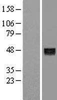 ANGPTL5 Human Over-expression Lysates NM_178127