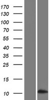 ls253970 sfta3 human over expression lysates nm 001101341 wb testing 1