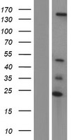 ls254048 ubn2 human over expression lysates nm 173569 wb testing 1