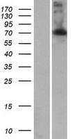 ls254050 lrrc43 human over expression lysates nm 001098519 wb testing 1