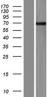 FBXO33 Human Over-expression Lysates NM_203301