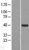 ls254173 ttll10 human over expression lysates nm 153254 wb testing 1