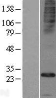 ls254228 calhm5 human over expression lysates nm 153711 wb testing 1