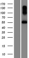 BPIFC Human Over-expression Lysates NM_174932