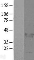ls254251 lcorl human over expression lysates nm 153686 wb testing 1