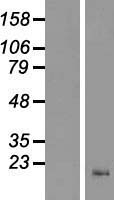 ls254263 protein cornichon homolog 2 cnih2 human over expression lysates nm 182553 wb testing 1