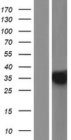 PHYHD1 Human Over-expression Lysates NM_001100876