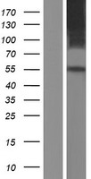 ls254428 slc41a1 human over expression lysates nm 173854 wb testing 1