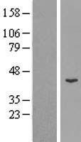 LYG2 Human Over-expression Lysates NM_175735